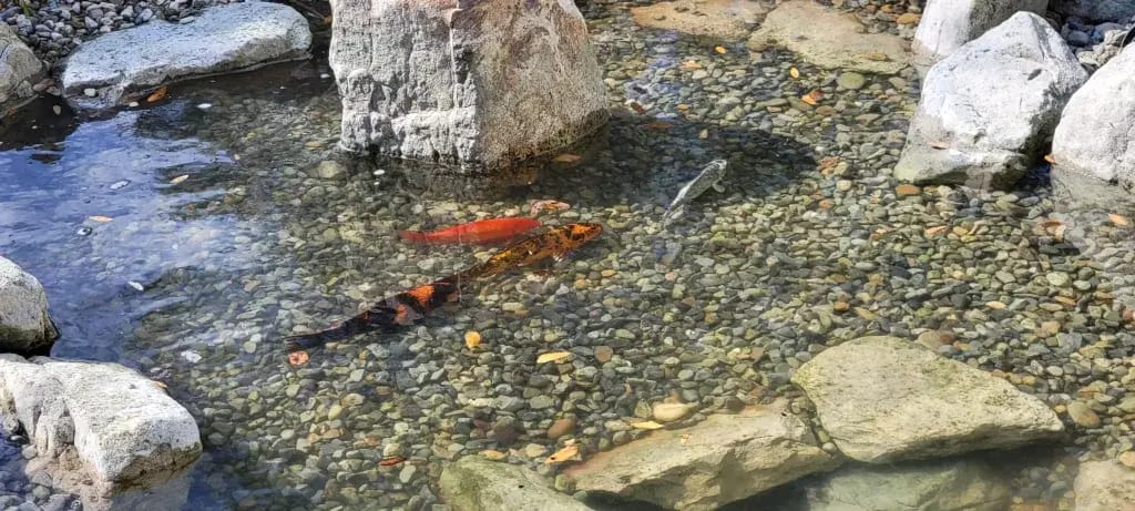 parital water changes winterze koi pond